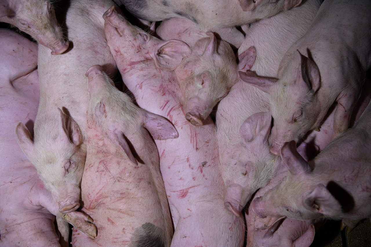 wounded-pigs-farm.jpg