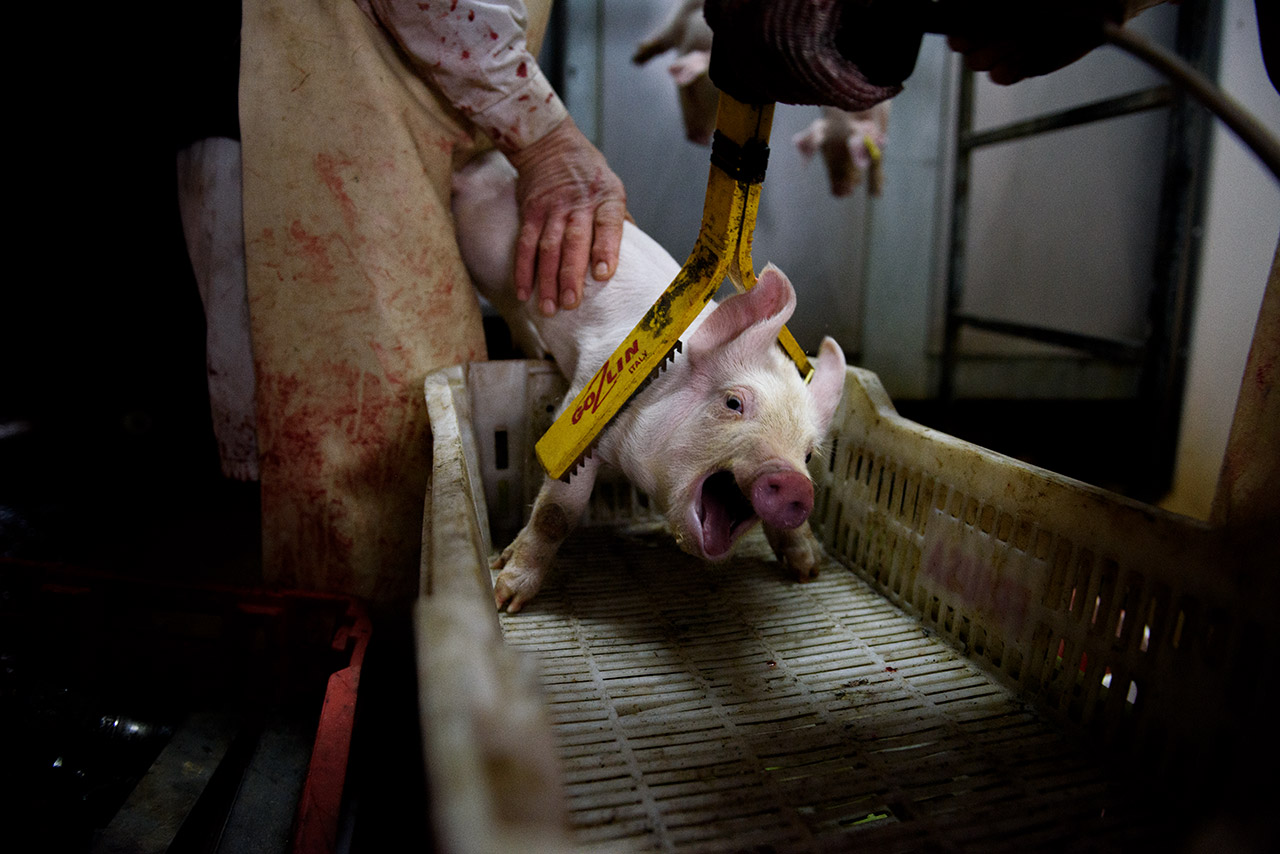 piglet-electrocution-slaughterhouse.jpg