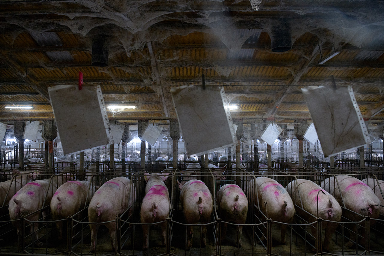 Área de gestación en una granja de cerdos.