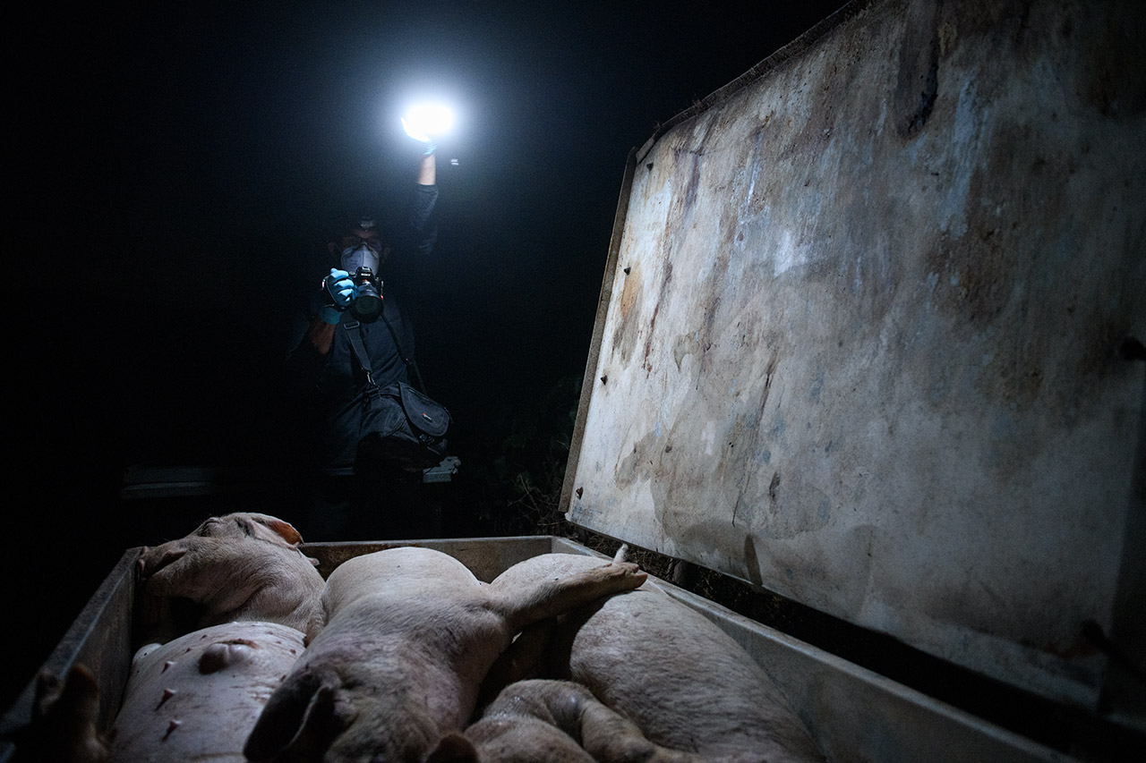 Contenedor de cadáveres, donde se arrojan los cuerpos de los animales que han muerto, a espera de su recogida y posterior eliminación.