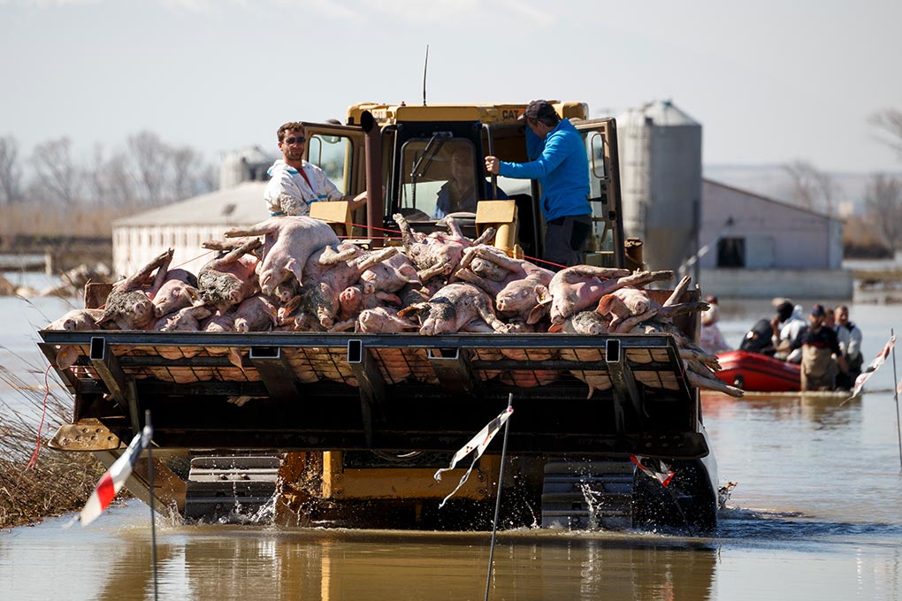 Operarios sacan cadáveres cerdos granja inundada río Ebro