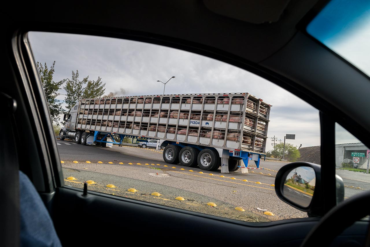 Camión cerdos matadero