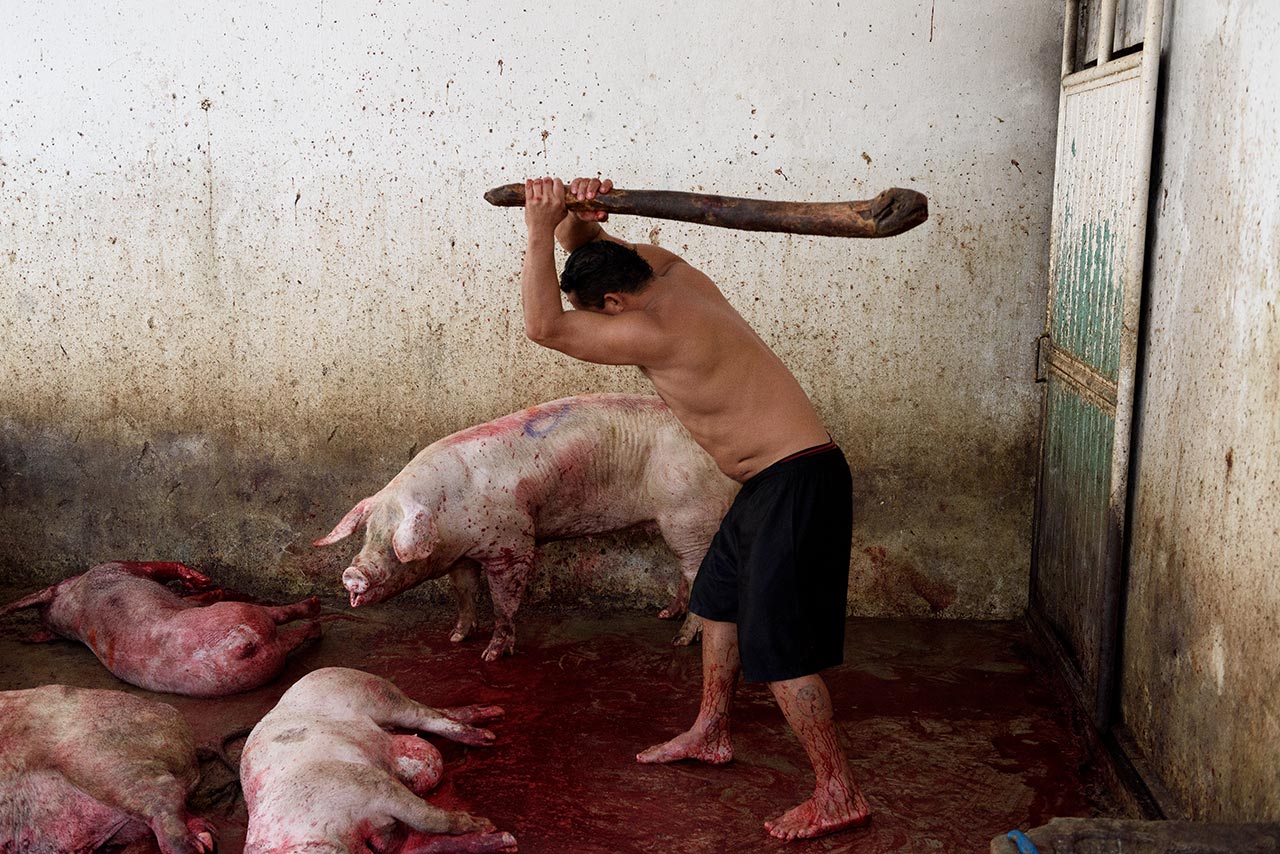 Un operario golpea a varios cerdos con un garrote para dejarlos inmóviles y facilitar la tarea de degüello.
