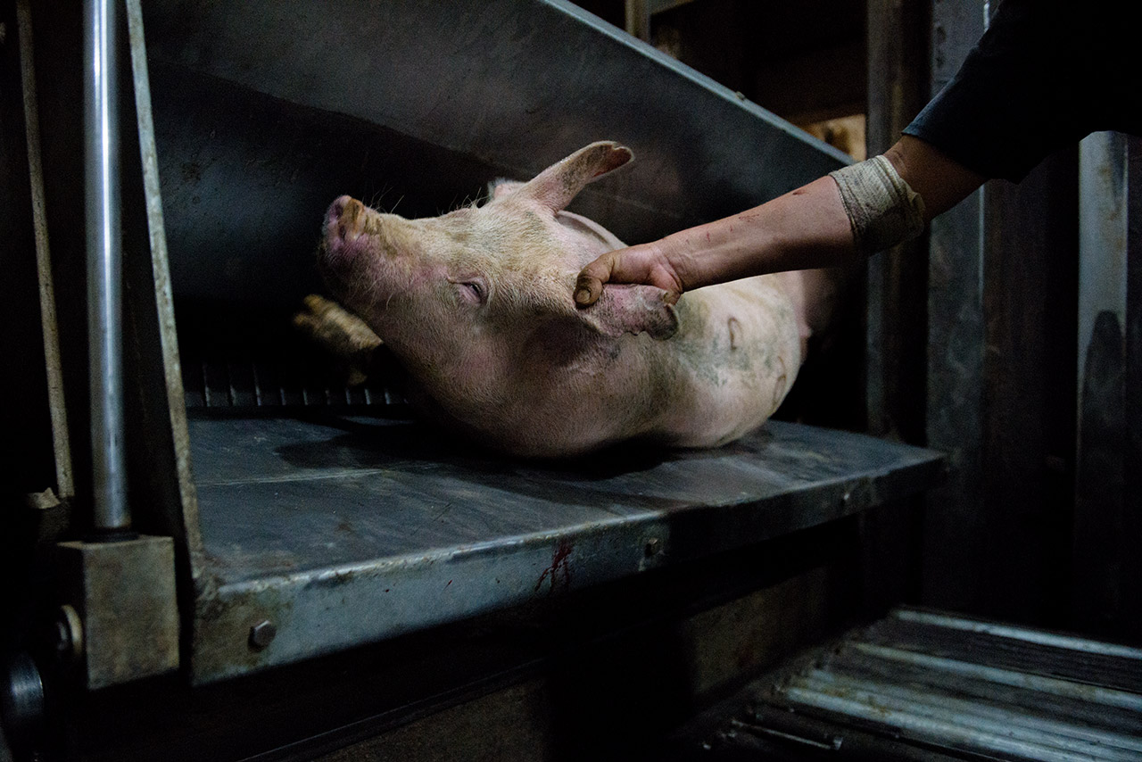Tras recibir la descarga eléctrica los cerdos son sacados del cajón de aturdimiento, atados con una cadena a una de sus patas y trasladados a la zona de matanza