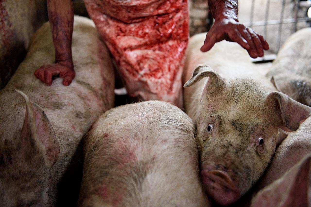 Matarife con cerdo en matadero