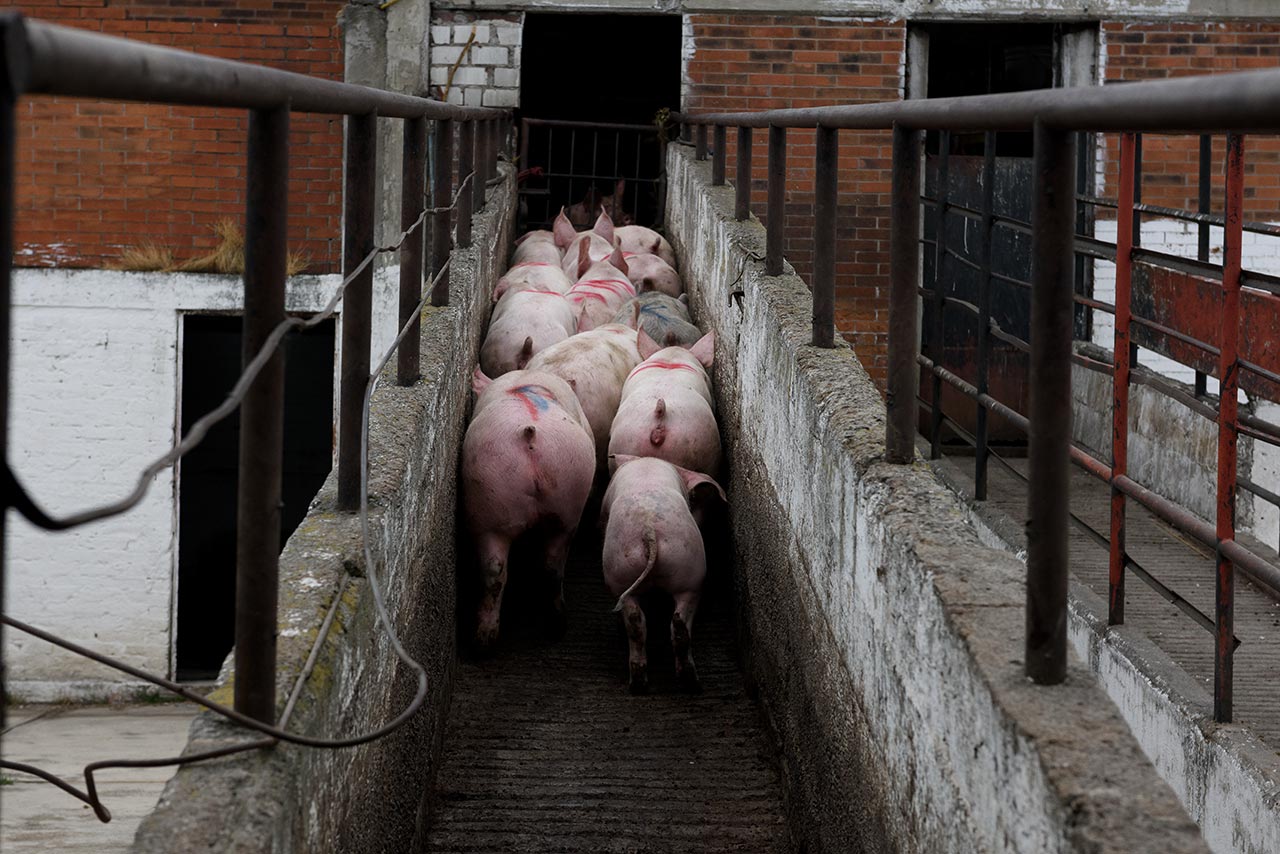 Un grupo de cerdos es dirigido por la rampa hasta la zona de matanza