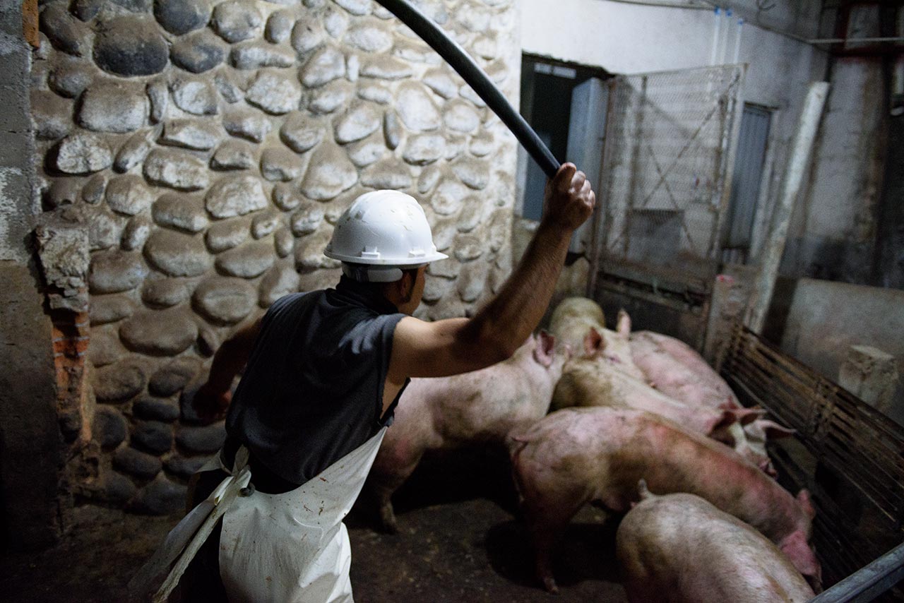 Un operario dirige a los cerdos a golpes hacia la zona de matanza