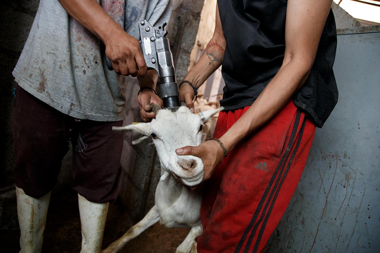 Matanza y aturdimiento de cabras en matadero