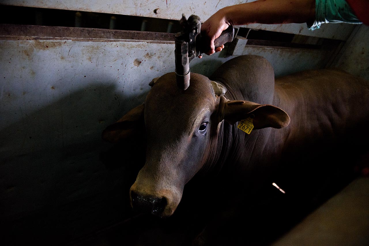 Matanza y aturdimiento de vacas en matadero