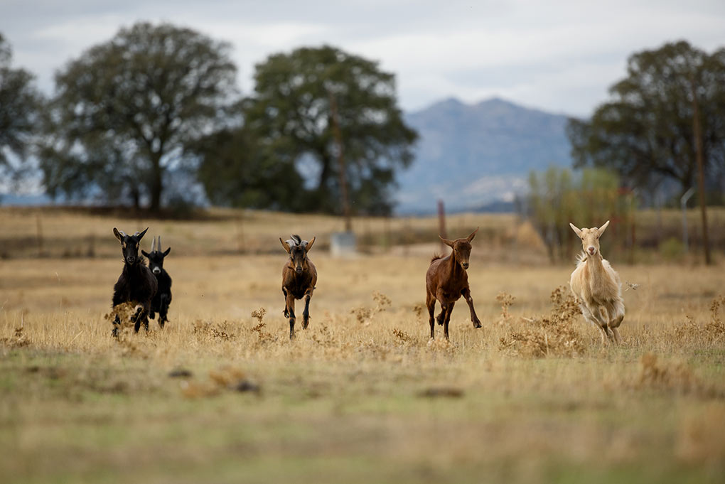 Cabras esperan su turno en el establo del matadero