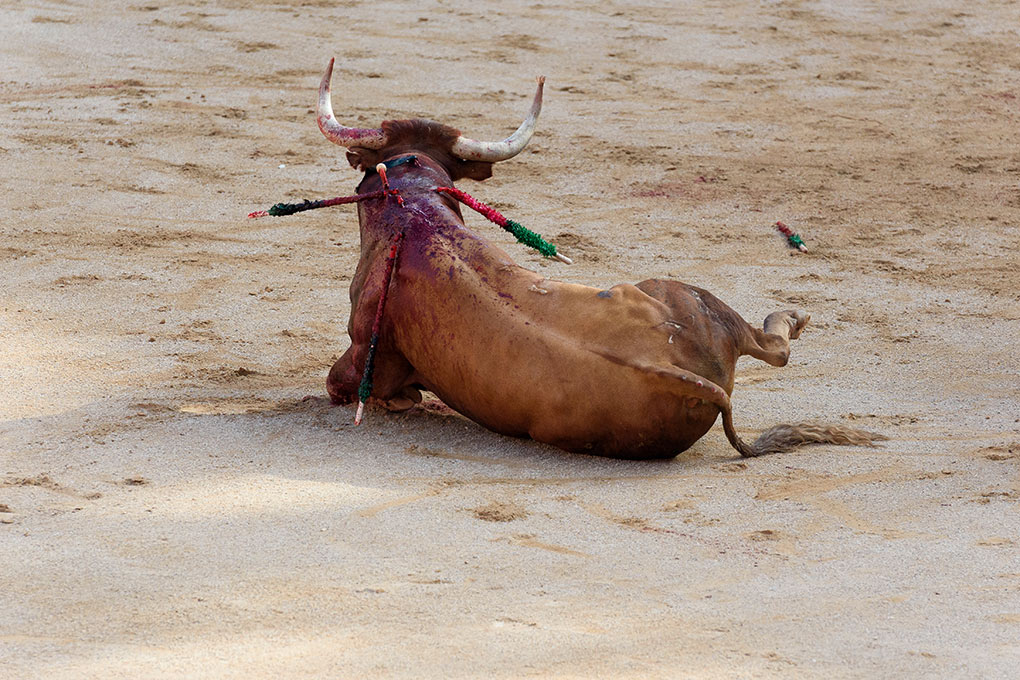 En el tercio de muerte el toro llega exhausto, abatido y es habitual verle caer.