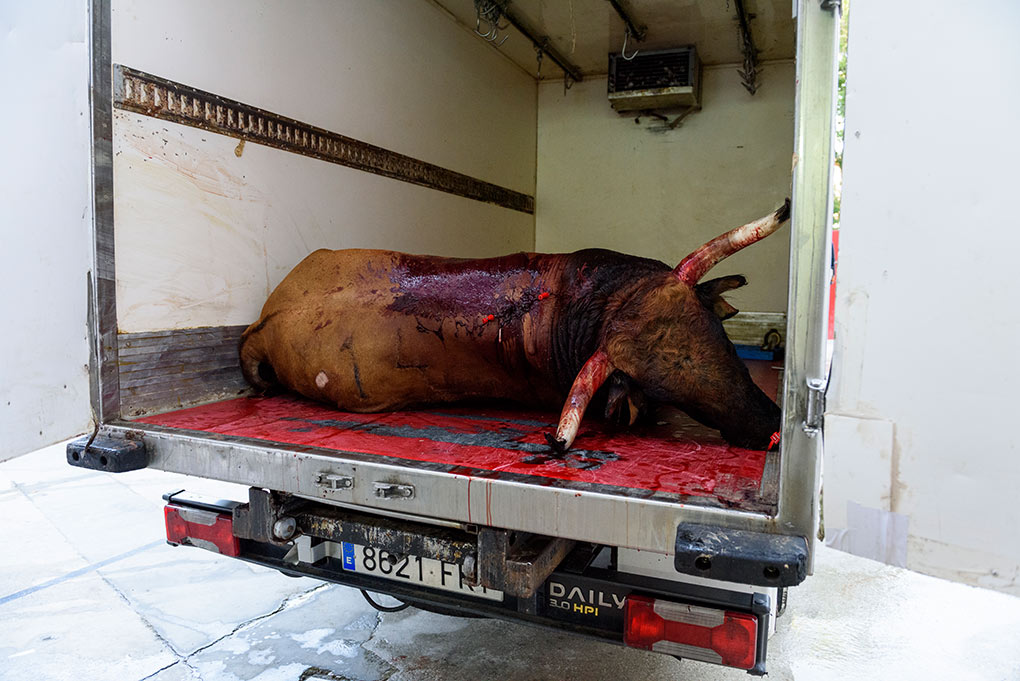 El toro es introducido en un camión que lo trasladará al matadero